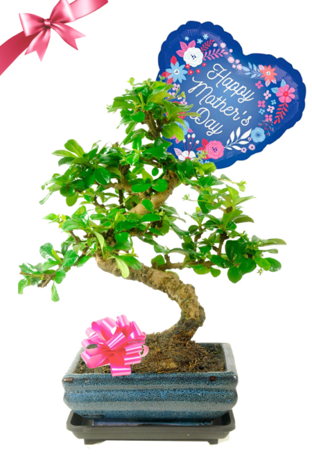 Flowering Tea tree mothers day bonsai gift for sale