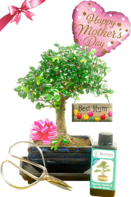 Gift the "Best Mum" with a beautiful bonsai tree gift!