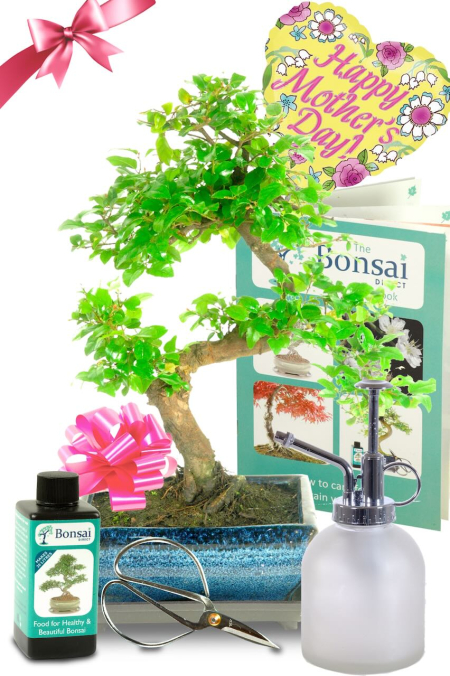Fruiting Chinese Sweet Plum bonsai kit - Fantastic Mother's Day gift!