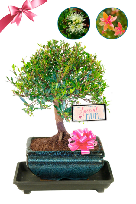 Orchard Style Flowering Mother's Day Bonsai Gift