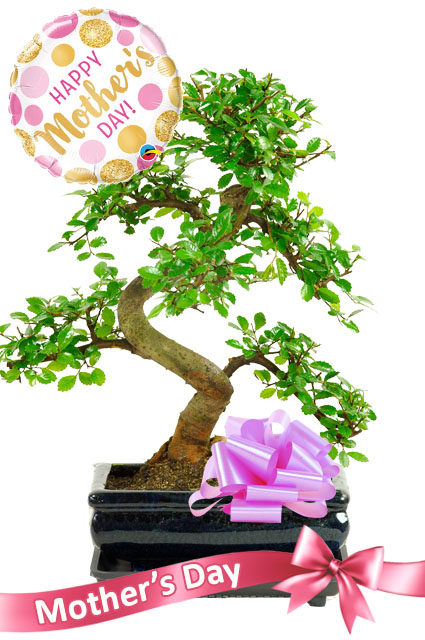 Chinese Elm Mothers day plant bonsai gift with free delivery
