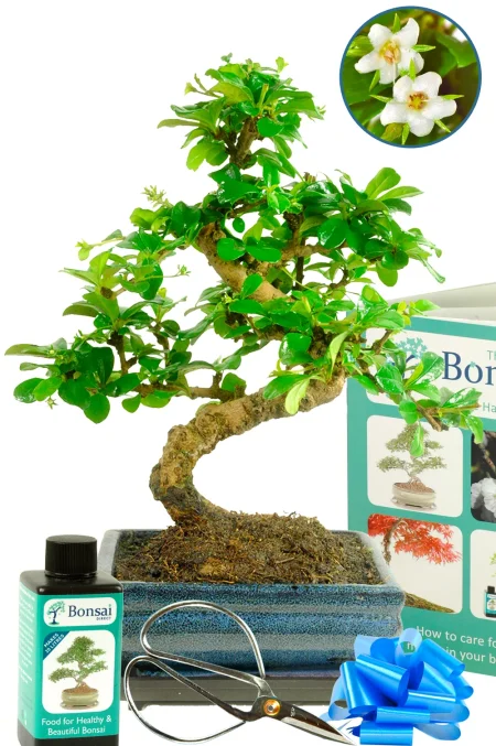 Monthly Outstanding Offer – Fukien Tea Tree Bonsai Starter Kit