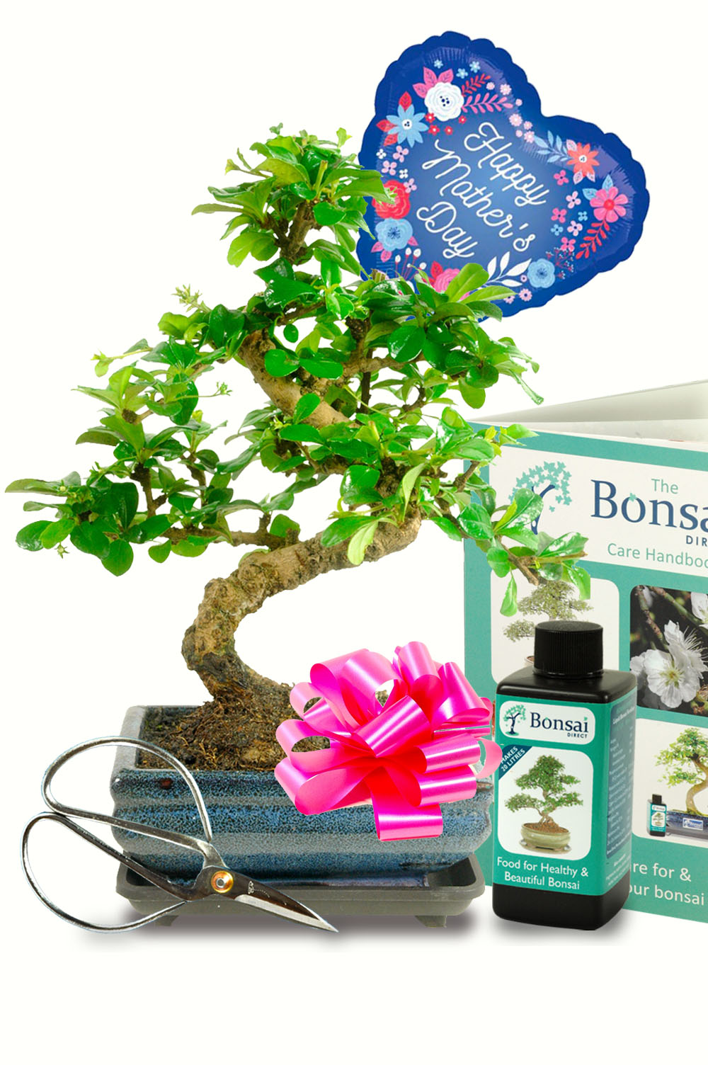 Flowering Mother's day bonsai tree kit for sale with accessories - FREE UK delivery!