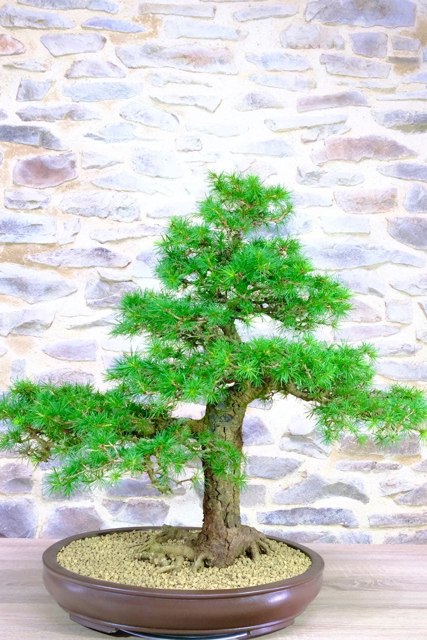 Spectacularly impressive huge Larch for sale