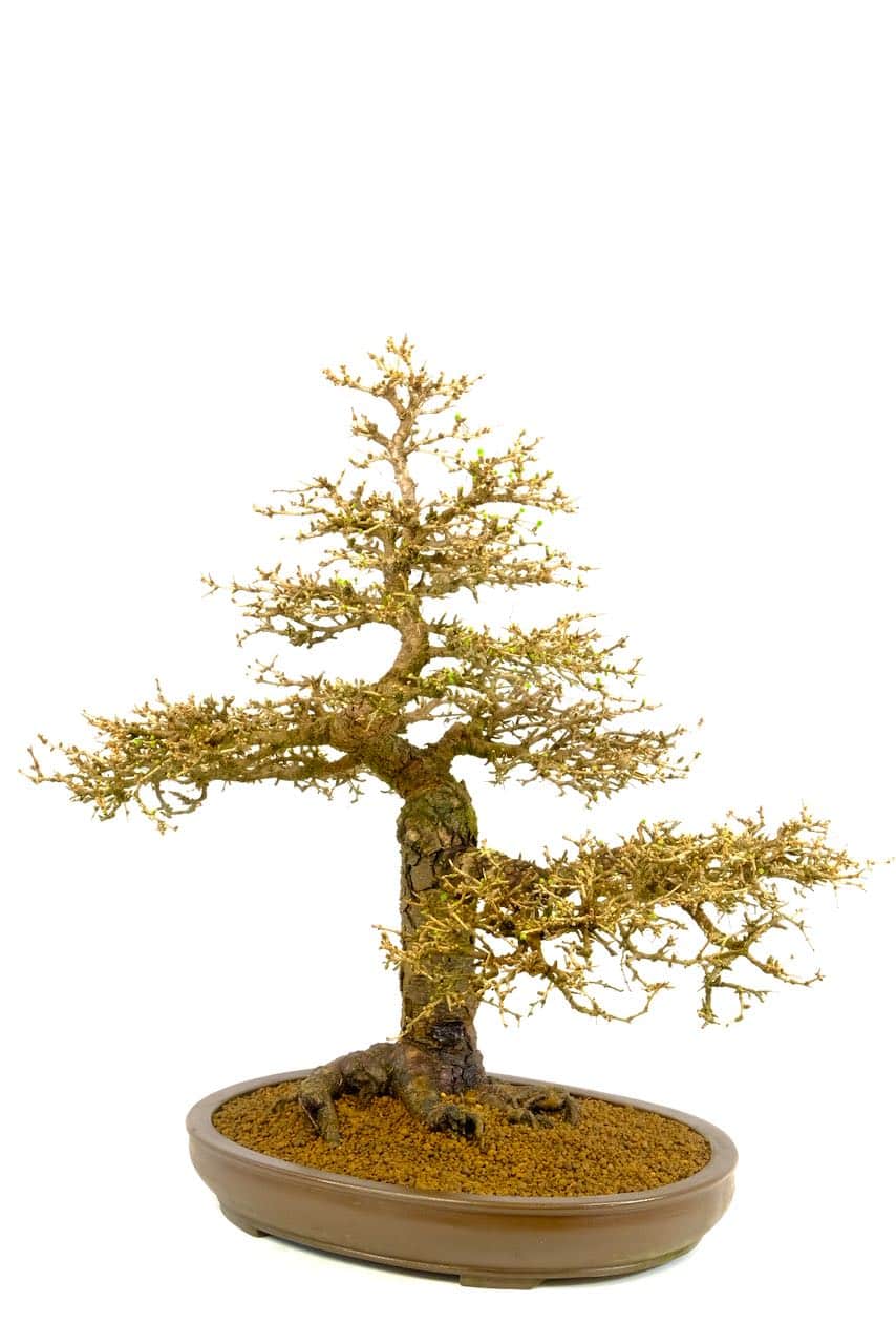 You can truly appreciate its design in the deciduous state