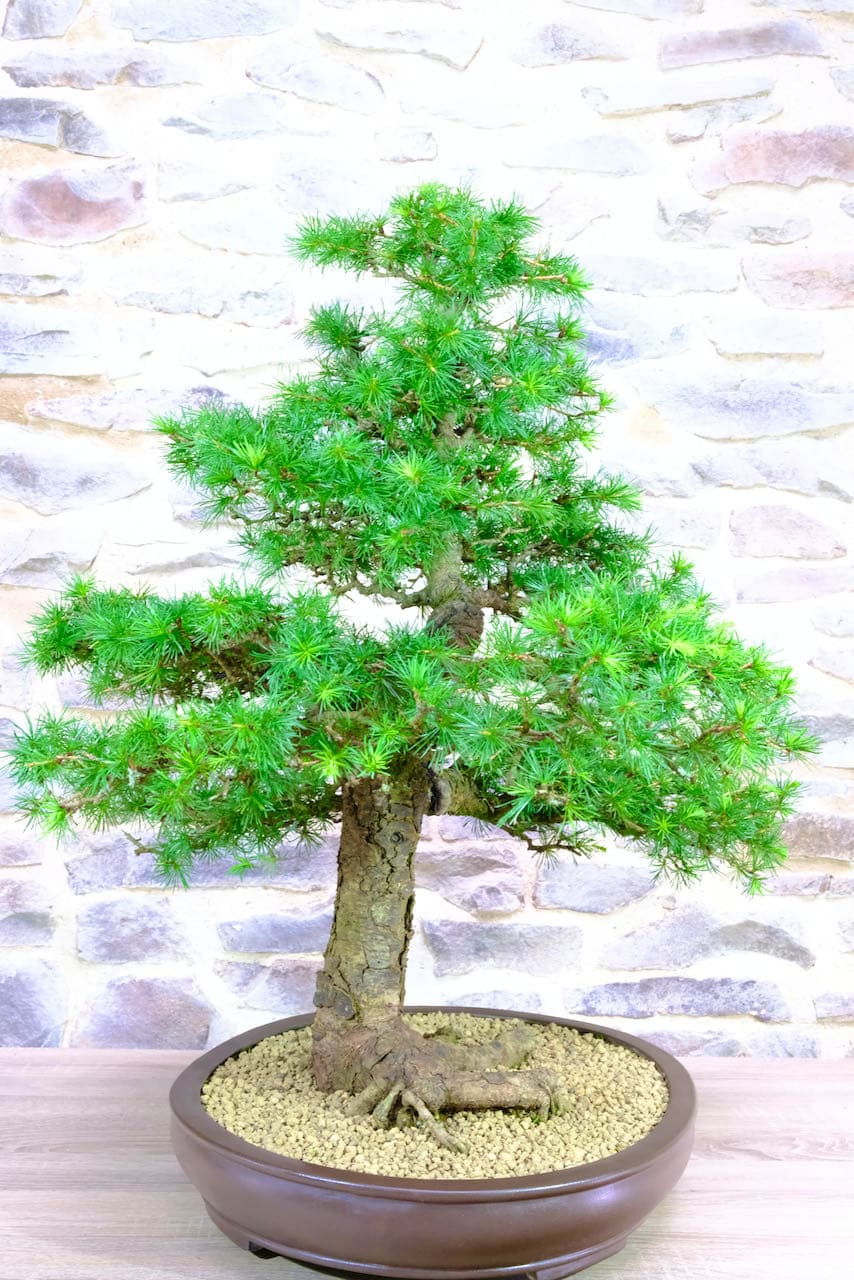 A true character Bonsai with impressive stature