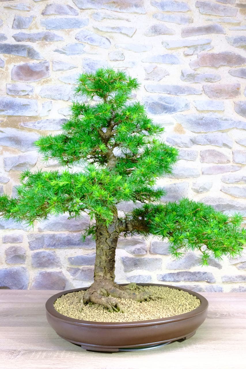 Highly refined foliage pads and strong branches