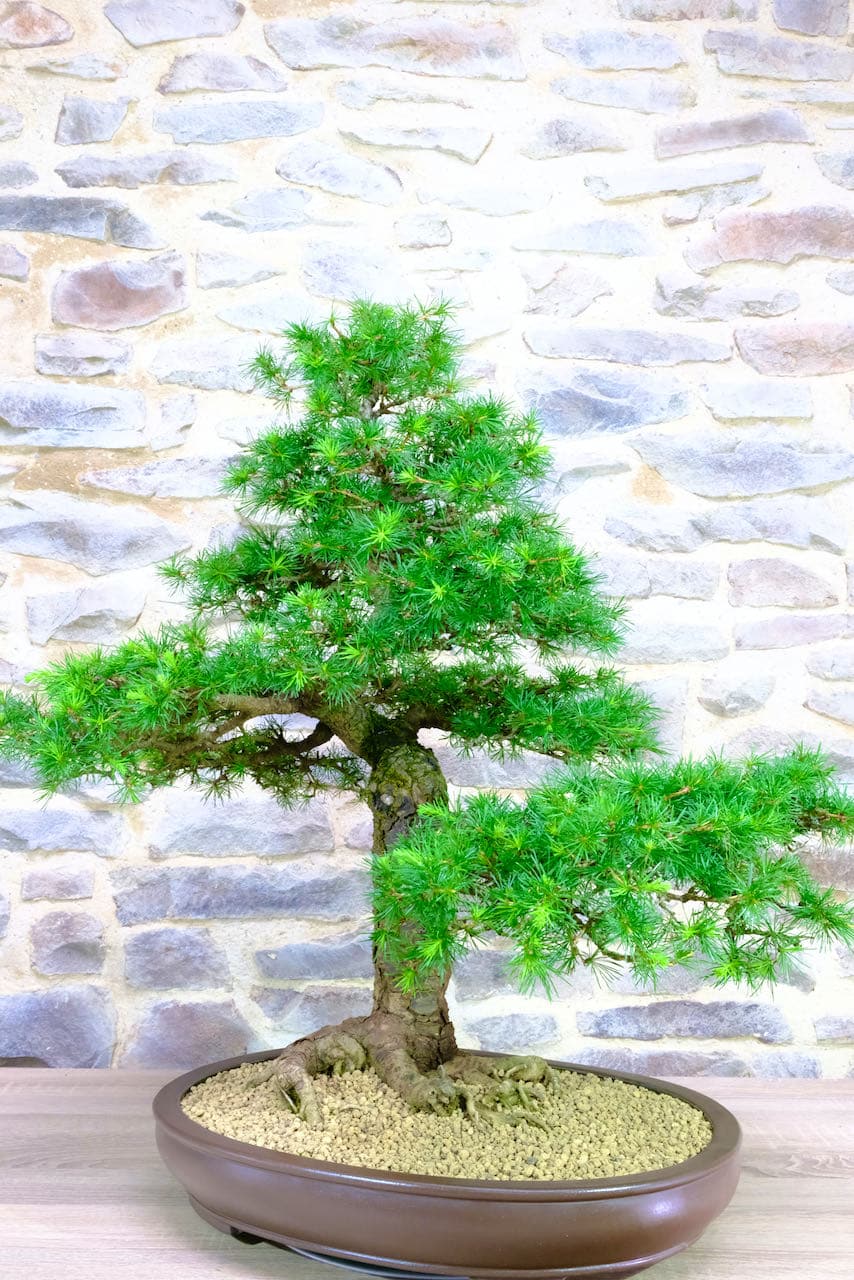 If you are looking for an excellent specimen Bonsai this one could be for you