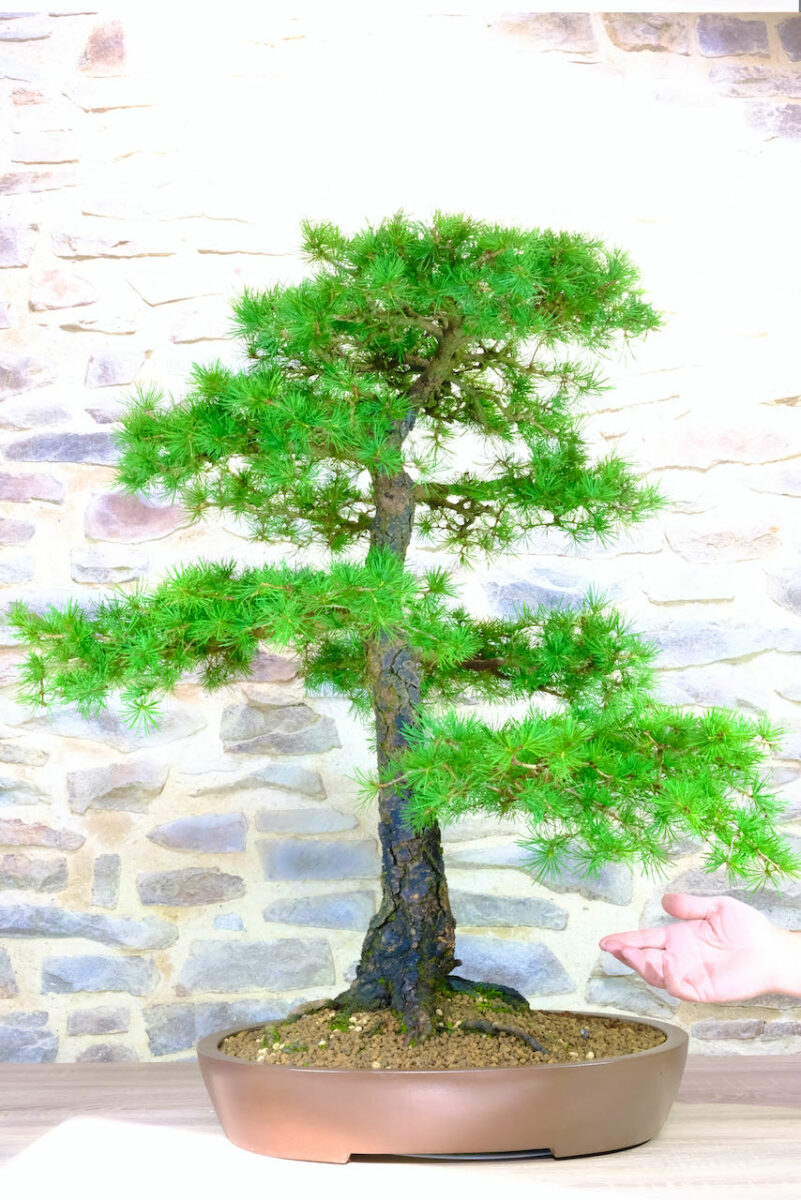 European Larch Bonsai Huge Specimen for sale UK