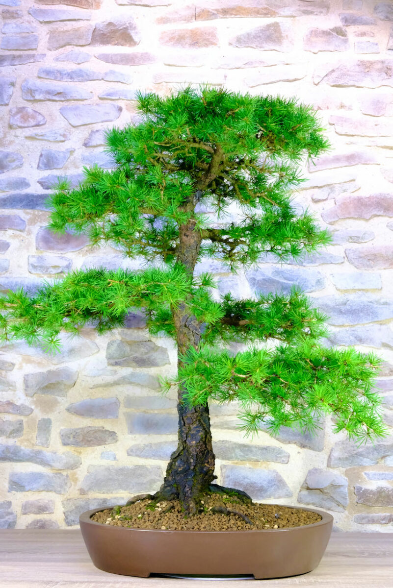European Larch Bonsai Huge Specimen for sale UK