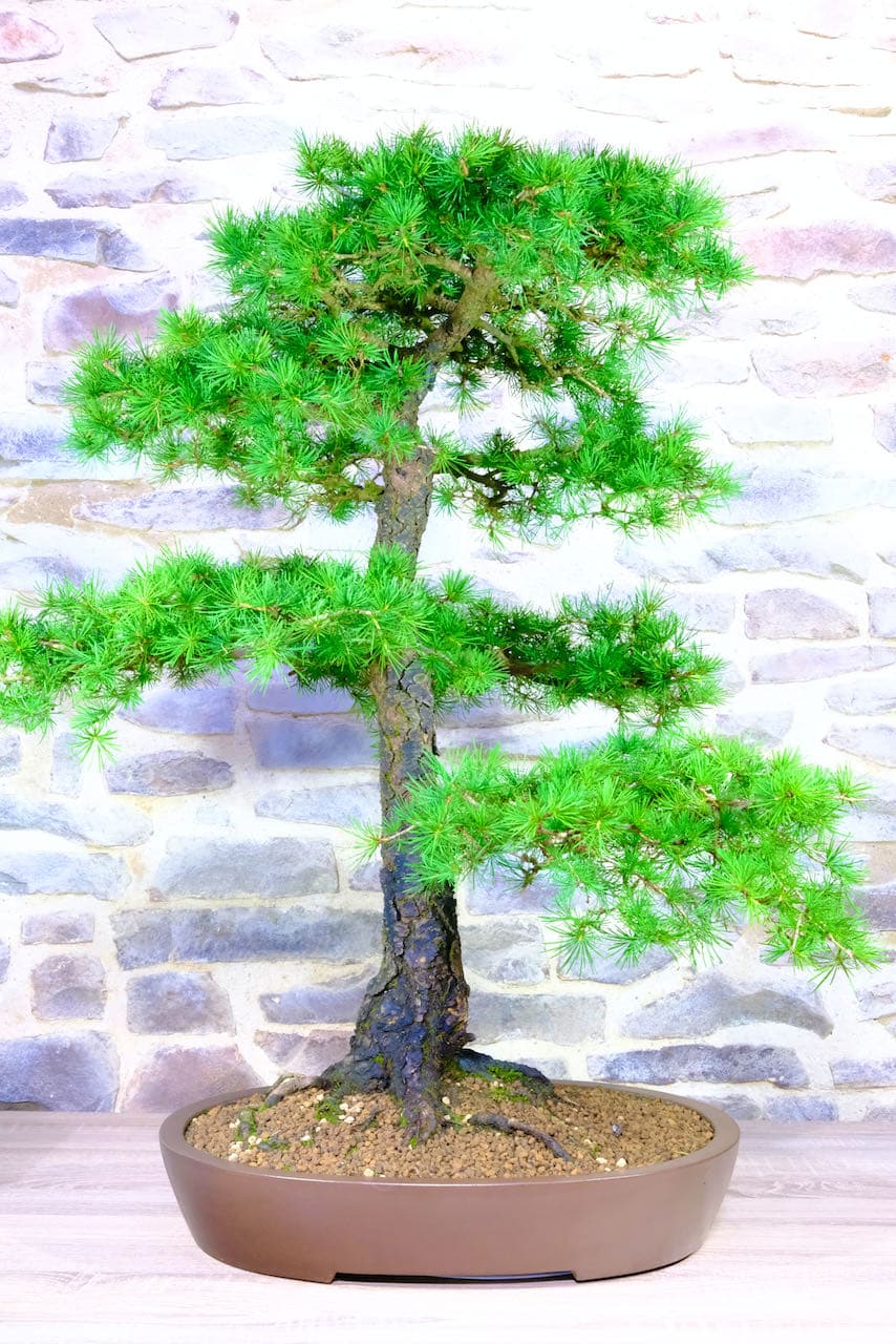 European Larch Bonsai Huge Specimen for sale UK