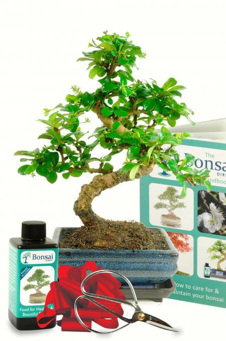 Monthly Bonsai Starter kit Offer