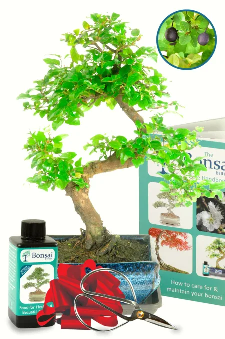 Outstanding Bonsai Offer - Twisty Bonsai Kit | Flowering & Fruiting Starter Kit for Beginners