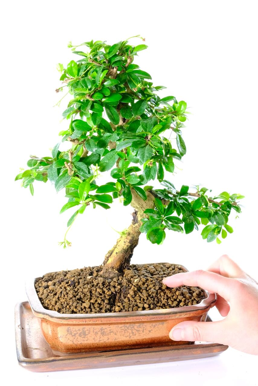 Outstanding Fukien tea flowering bonsai for sale