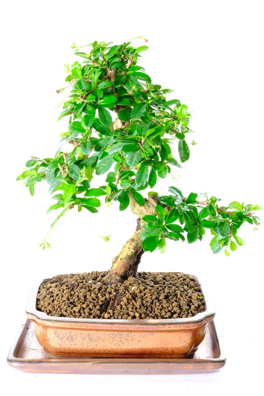 Stunning Indoor Flowering Fukien Tea Tree Bonsai – A Unique Fukien Tea Flowering Bonsai with Hollowed Feature Trunk Sabamiki)