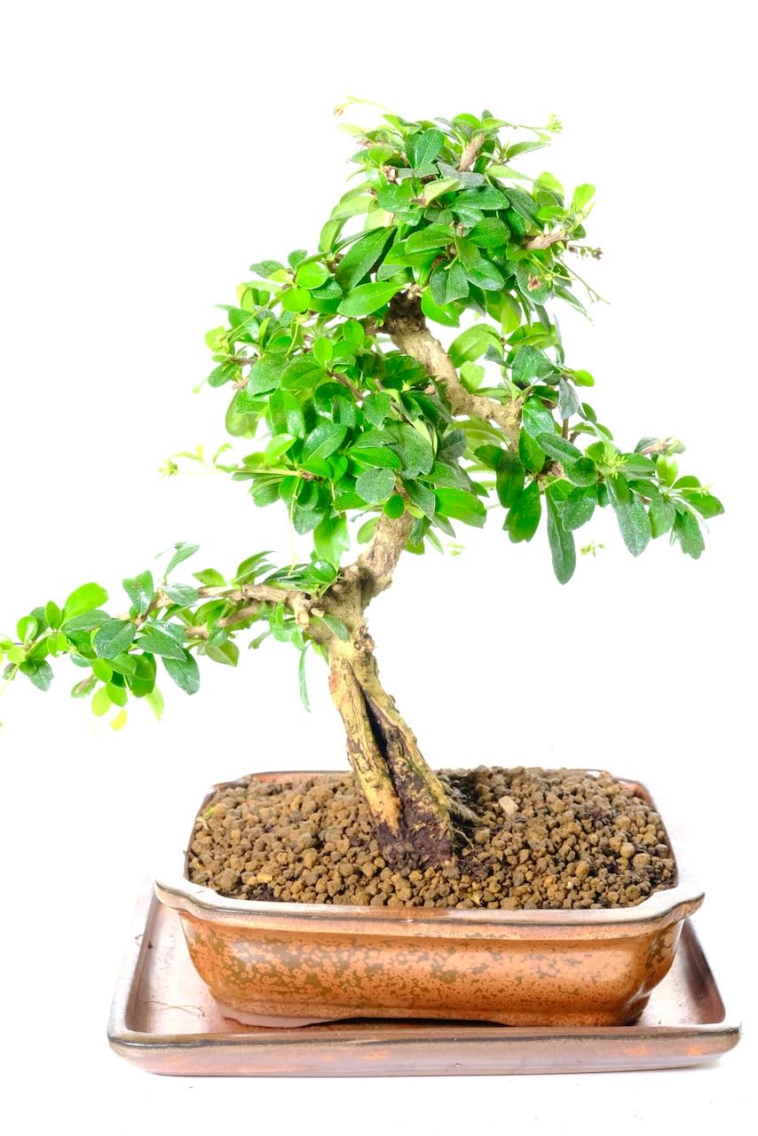 Stunning Evergreen Indoor Flowering Fukien Tea Tree Bonsai Tree | Sabamiki