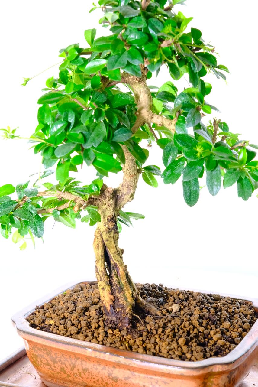 Beautifully potted in to a bronze pot with matching tray beneath