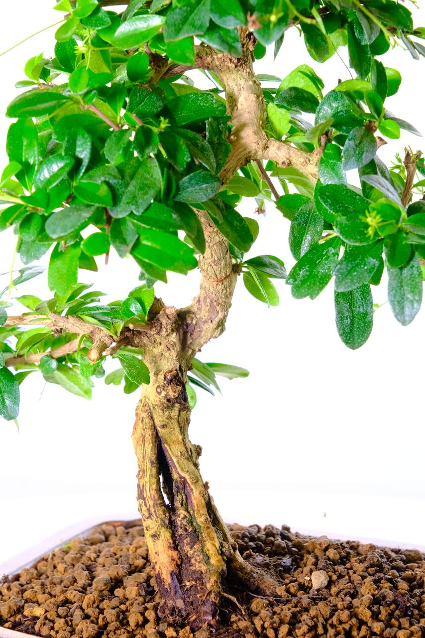 Close up of the Sabamiki trunk flow of this bonsai