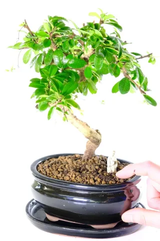 Flowering Bonsai | Twisty S-Shaped Fukien Tea Tree