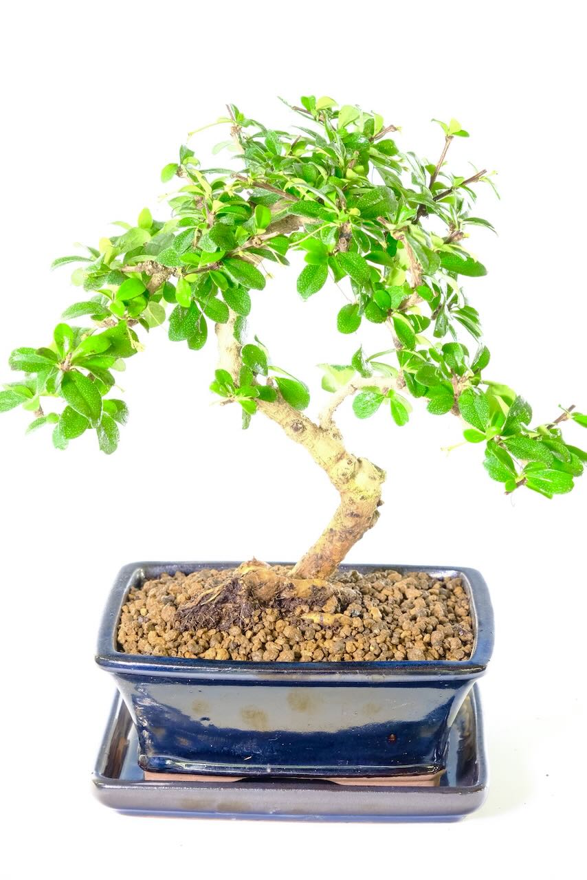 Bonsai Carmona Microphylla with Beautiful Styling