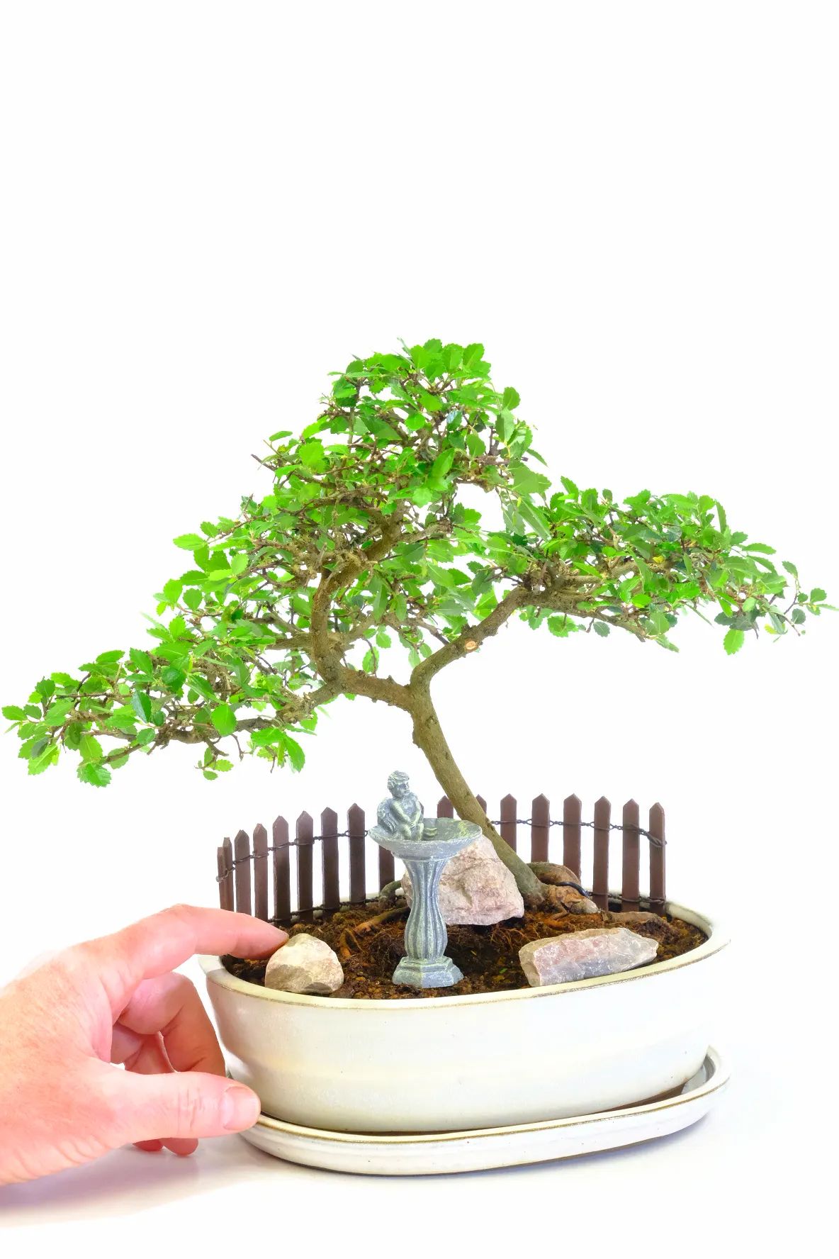 A lovely Elm bonsai garden for sale with free delivery available