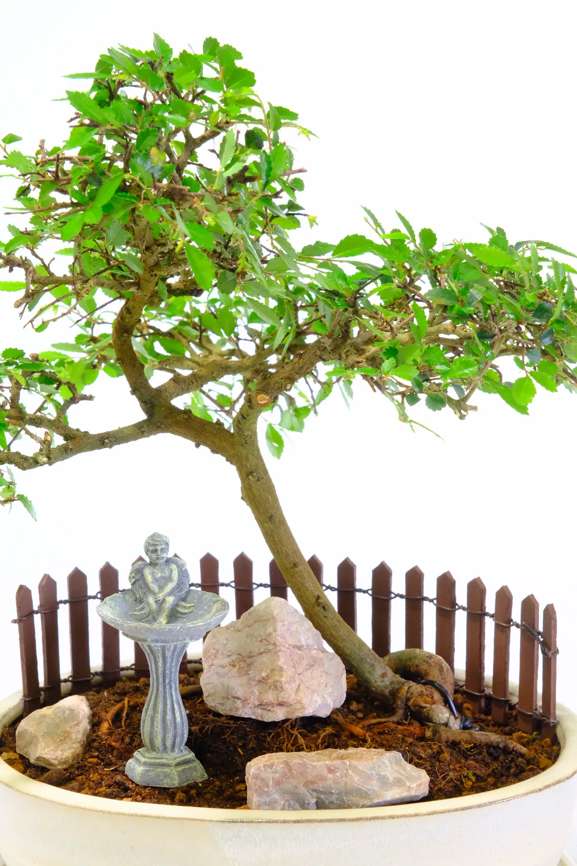 Phenomenal Indoor Chinese Elm Bonsai Garden