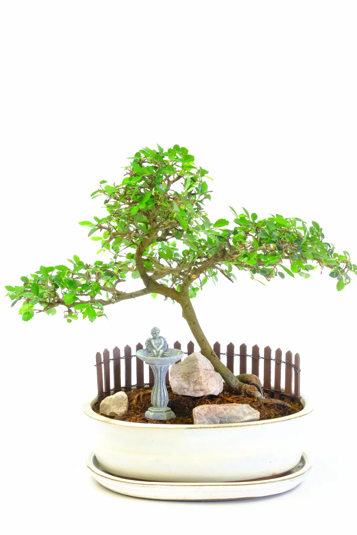 Chinese Elm Bonsai Garden – 7 Years Old (Ulmus parvifolia)