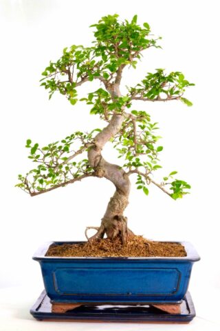 Extra large Chinese Elm bonsai for sale UK