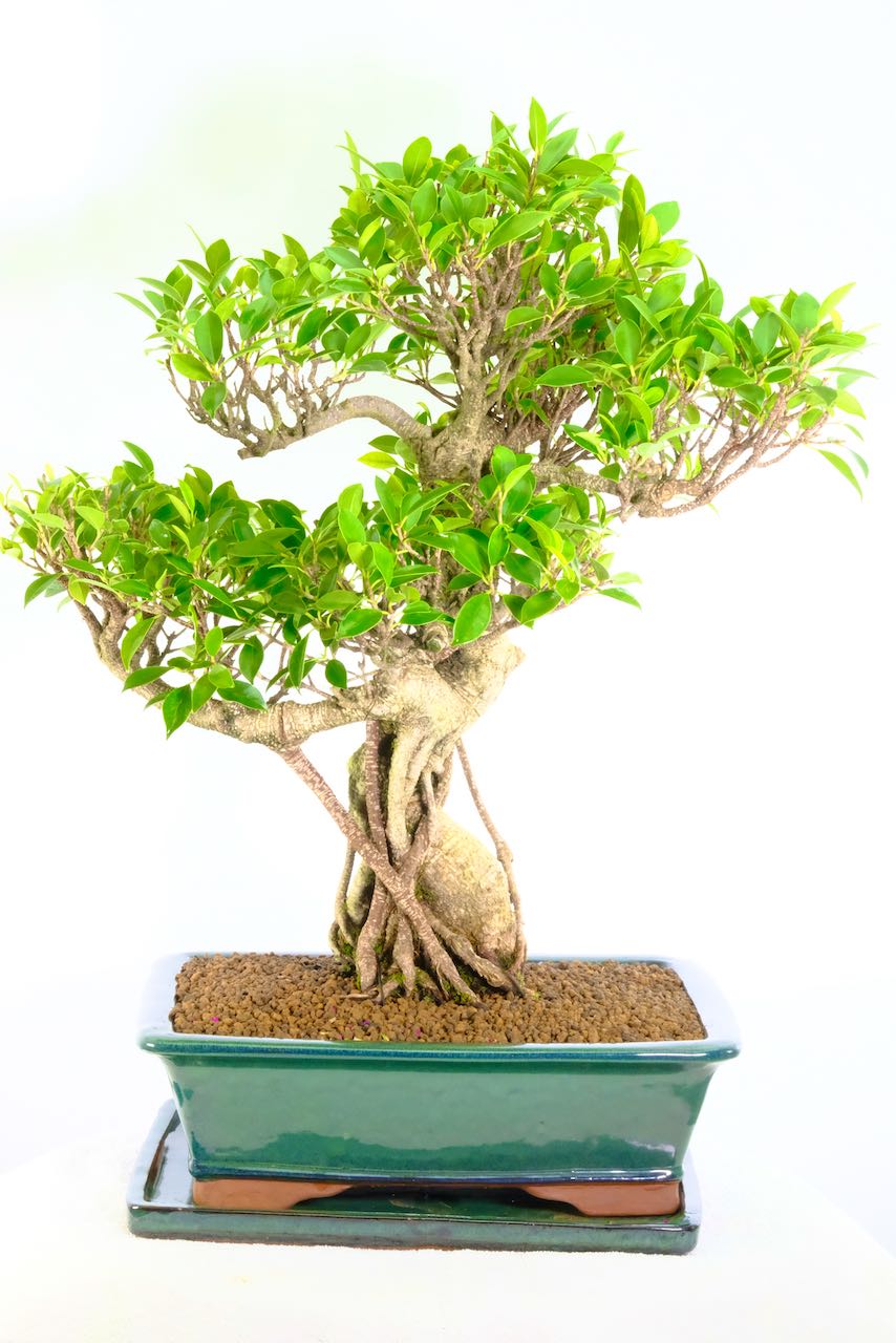 Exquisite Specimen Indoor Ficus Bonsai Tree With Incredible Aerial Roots Canopy