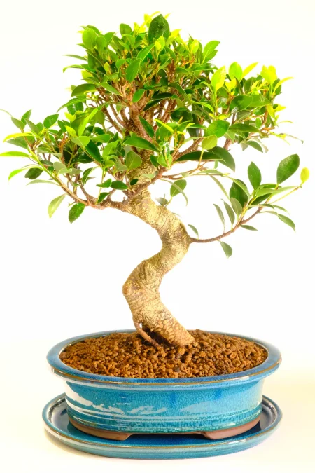 Exquisite Specimen Indoor Ficus Bonsai Tree with Beautiful Styling in Contemporary Ceramic Pot