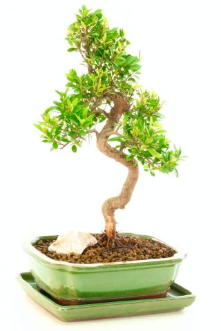 Elegant and sensational artistic bonsai for beginners