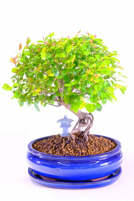 Woodland-Style Fruiting Chinese Sweet Plum Indoor Bonsai Tree with Multi-Toned Canopy