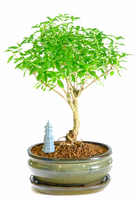 Serissa Bonsai Tree with Unique Natural Design