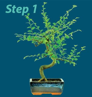 Pruning bonsai step 1