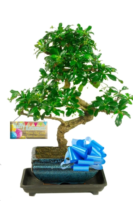 Retirement bonsai for sale UK
