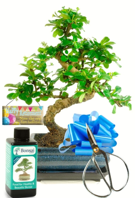Retirement bonsai for sale UK