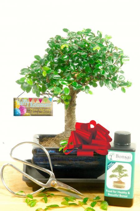 Beginners Retirement Tree - Baby Chinese Elm Bonsai Set
