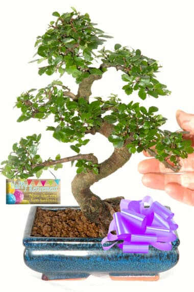 Retirement bonsai for sale UK