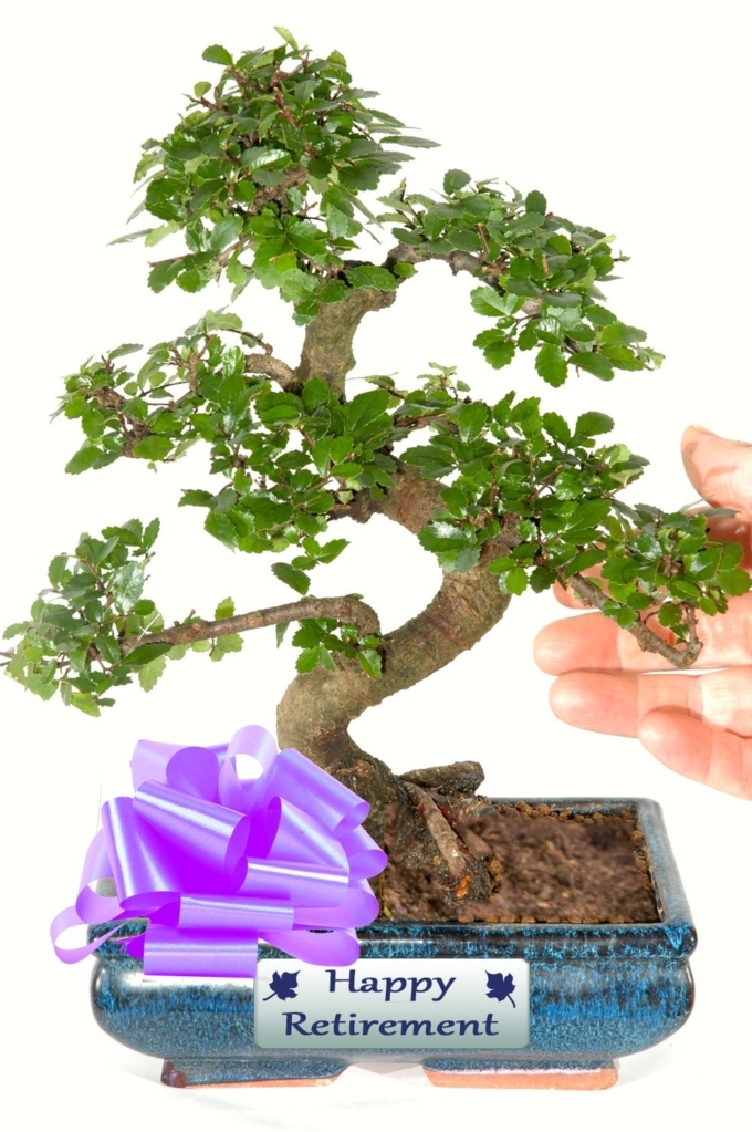 Large Twisty Chinese Elm Bonsai Retirement Gift for sale in the UK.