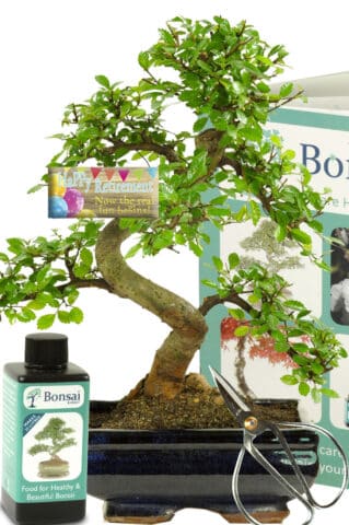 Happy Retirement complete bonsai starter gift