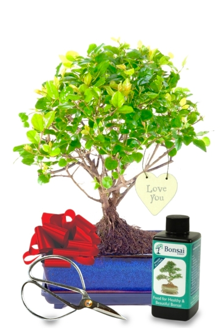 Fruiting Chinese Sweet Plum Love You bonsai gift UK