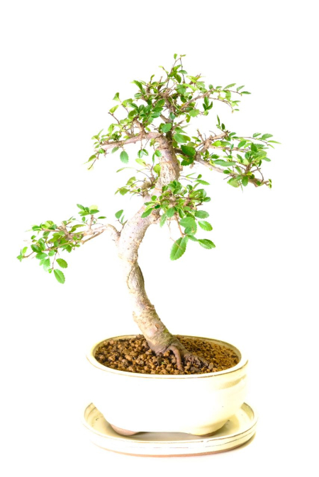 Character Chinese Elm indoor bonsai tree
