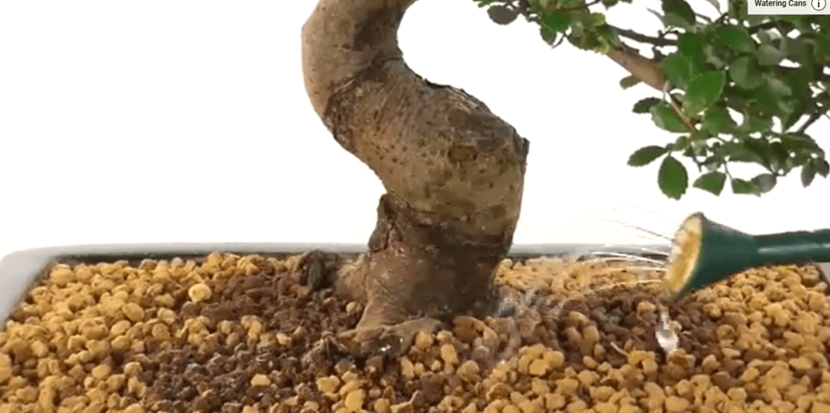 Overwatering bonsai tree symptoms