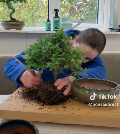 Repotting bonsai trees