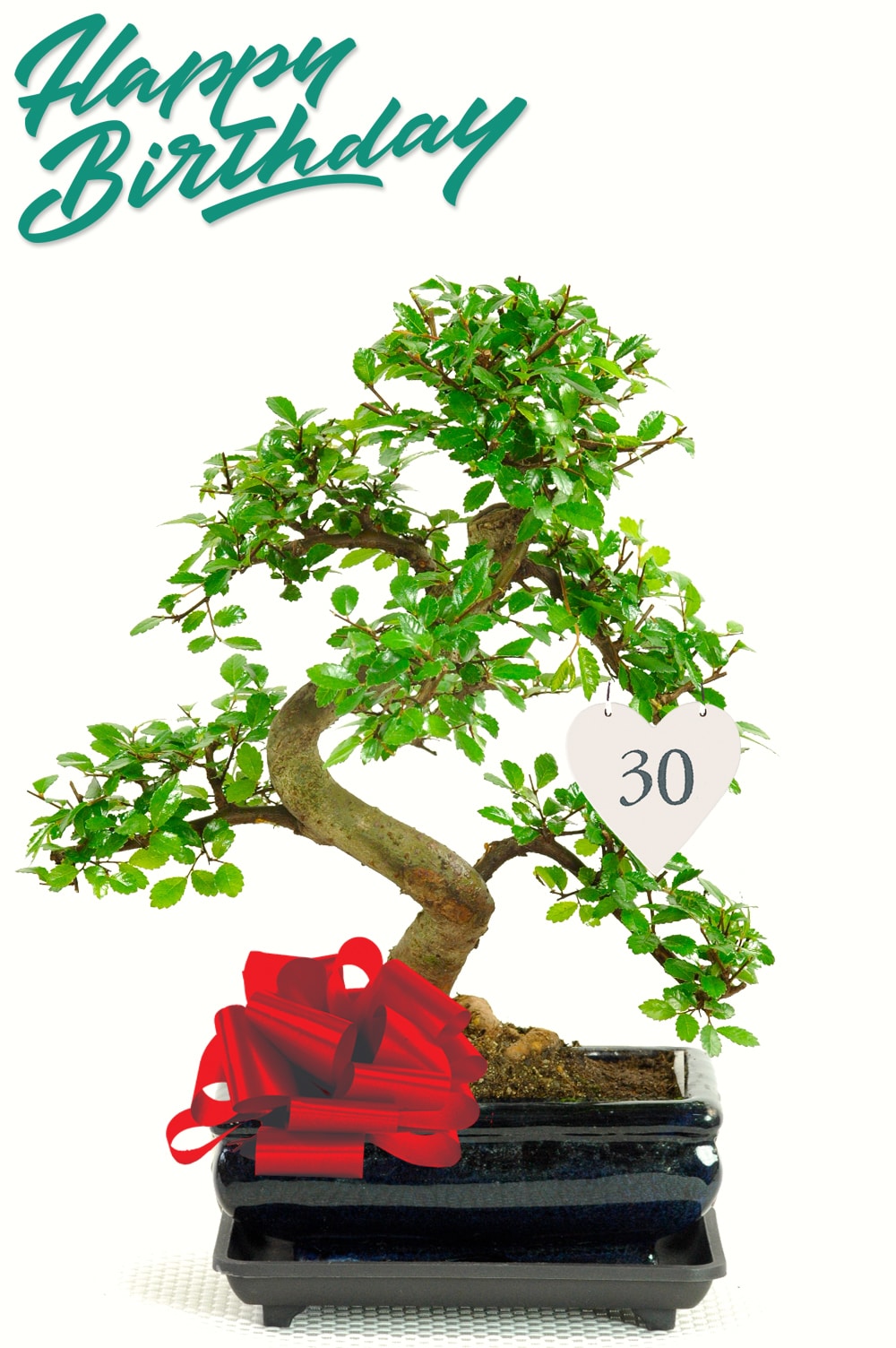Significant Birthday Gift | Indoor Bonsai with Birthday balloon or tag