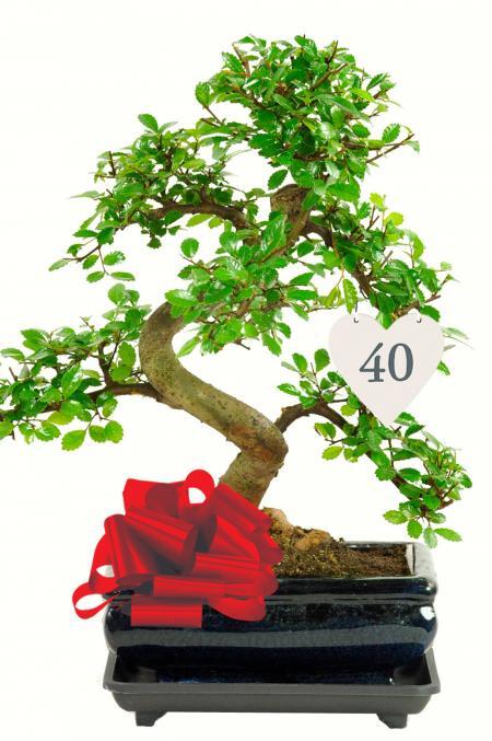 16th, 18th, 21st, 30th, 40th, 50th, 60th, 70th or 80th Significant Birthday Bonsai Gift