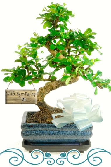 With Sympathy Flowering bonsai gift for sale UK