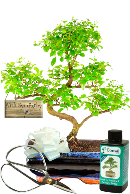 With sympathy gift - Natural eco friendly gift that last so much longer than flowers