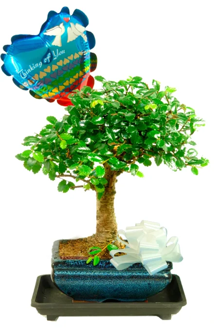 With Sympathy - Bonsai tree Gift