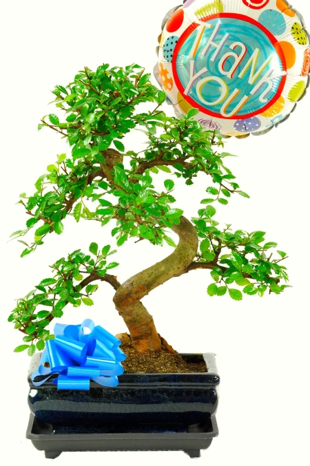 Thank You So Much - Chinese Elm Bonsai Gift